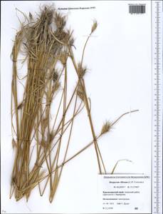 Dasypyrum villosum (L.) Borbás, Caucasus, Krasnodar Krai & Adygea (K1a) (Russia)