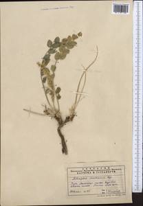 Astragalus sewertzowii, Middle Asia, Pamir & Pamiro-Alai (M2) (Uzbekistan)