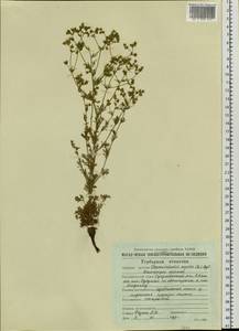 Chamaerhodos erecta (L.) Bunge, Siberia, Chukotka & Kamchatka (S7) (Russia)
