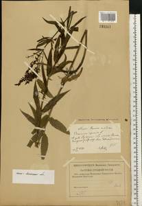 Veronica spuria L., Eastern Europe, Central forest-and-steppe region (E6) (Russia)