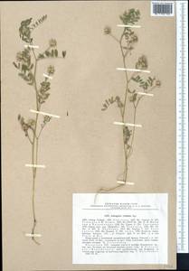 Astragalus filicaulis Kar. & Kir., Middle Asia, Northern & Central Tian Shan (M4) (Kazakhstan)