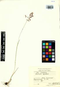 Poa pratensis L., Siberia, Baikal & Transbaikal region (S4) (Russia)
