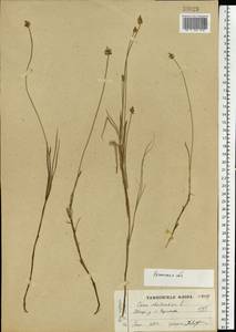 Carex chordorrhiza L.f., Eastern Europe, Central region (E4) (Russia)