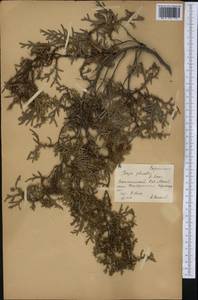 Thuja plicata Donn ex. D.Don, America (AMER) (Russia)