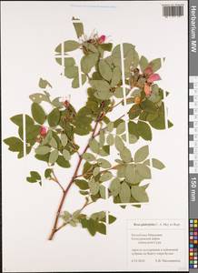 Rosa glabrifolia C. A. Mey. ex Rupr., Eastern Europe, Middle Volga region (E8) (Russia)