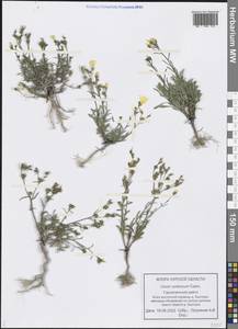 Linum ucranicum (Griseb. ex Planch.) Czern., Eastern Europe, Central forest-and-steppe region (E6) (Russia)