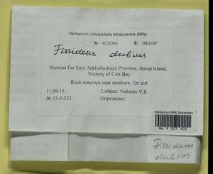 Fissidens dubius P. Beauv., Bryophytes, Bryophytes - Russian Far East (excl. Chukotka & Kamchatka) (B20) (Russia)