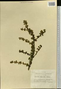 Larix sibirica Ledeb., Siberia, Altai & Sayany Mountains (S2) (Russia)