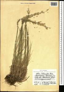 Melica persica Kunth, Caucasus, Azerbaijan (K6) (Azerbaijan)