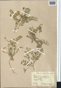 Astragalus camptoceras Bunge, Middle Asia, Karakum (M6) (Turkmenistan)