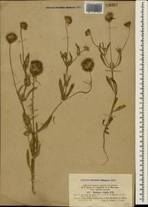 Lomelosia rotata (M. Bieb.) Greuter & Burdet, Crimea (KRYM) (Russia)
