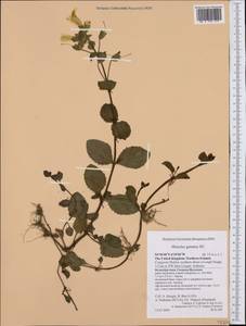 Erythranthe guttata (DC.) G.L.Nesom, Western Europe (EUR) (United Kingdom)