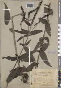 Veronica longifolia L., Siberia, Russian Far East (S6) (Russia)