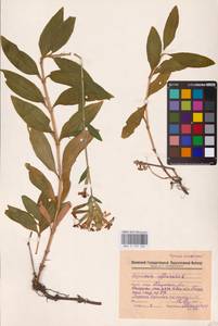 Saponaria officinalis L., Eastern Europe, Middle Volga region (E8) (Russia)
