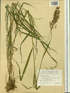 Calamagrostis purpurea (Trin.) Trin., Siberia, Western Siberia (S1) (Russia)