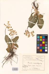 Primula veris subsp. macrocalyx (Bunge) Lüdi, Caucasus, Georgia (K4) (Georgia)