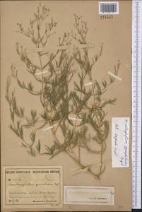 Acanthophyllum gypsophiloides Regel, Middle Asia, Pamir & Pamiro-Alai (M2) (Uzbekistan)
