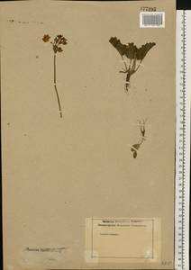 Primula cortusoides L., Eastern Europe, South Ukrainian region (E12) (Ukraine)