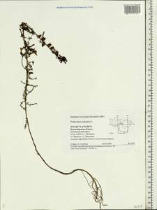 Pedicularis palustris, Eastern Europe, Central region (E4) (Russia)