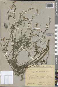 Corydalis sibirica (L.fil.) Pers., Siberia, Yakutia (S5) (Russia)