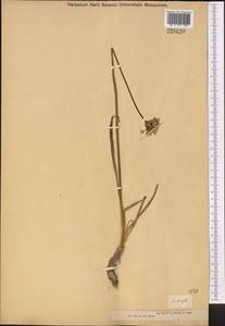 Allium, Middle Asia, Dzungarian Alatau & Tarbagatai (M5) (Kazakhstan)