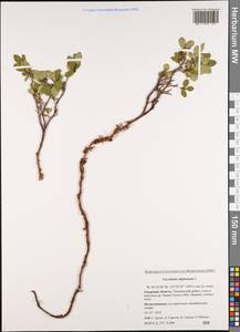 Vaccinium uliginosum L., Siberia, Russian Far East (S6) (Russia)