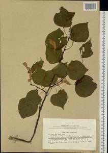 Tilia cordata Mill., Eastern Europe, North-Western region (E2) (Russia)