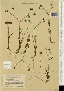 Valerianella coronata (L.) DC., Crimea (KRYM) (Russia)