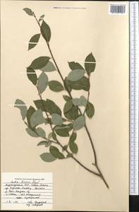 Salix iliensis Regel, Middle Asia, Northern & Central Tian Shan (M4) (Kyrgyzstan)