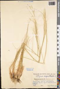 Stipa capillata L., Eastern Europe, North Ukrainian region (E11) (Ukraine)