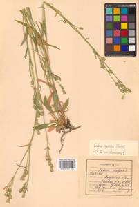 Silene aprica Turcz. ex Fisch. & C. A. Mey., Siberia, Russian Far East (S6) (Russia)