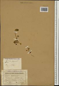 Lamium purpureum L., Caucasus, Stavropol Krai, Karachay-Cherkessia & Kabardino-Balkaria (K1b) (Russia)