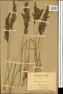Calamagrostis pseudophragmites (Haller f.) Koeler, Caucasus, Armenia (K5) (Armenia)