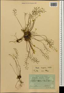 Draba hispida Willd., Caucasus, Stavropol Krai, Karachay-Cherkessia & Kabardino-Balkaria (K1b) (Russia)