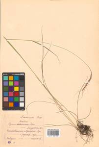 Elymus gmelinii (Trin.) Tzvelev, Siberia, Russian Far East (S6) (Russia)