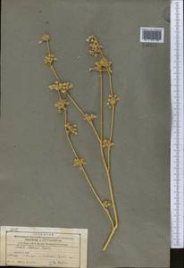 Libanotis iliensis (Regel & Schmalh.) Korov., Middle Asia, Muyunkumy, Balkhash & Betpak-Dala (M9) (Kazakhstan)