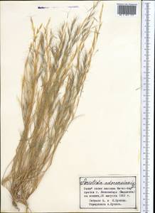 Aristida adscensionis L., Middle Asia, Western Tian Shan & Karatau (M3) (Tajikistan)