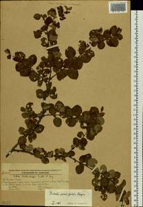 Betula fruticosa Pall., Siberia, Russian Far East (S6) (Russia)