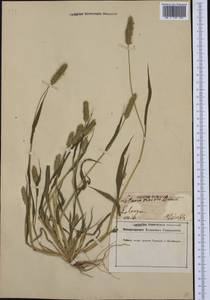 Setaria viridis (L.) P.Beauv., Western Europe (EUR) (Germany)