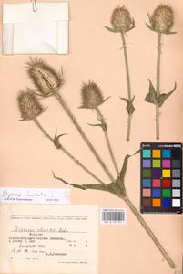 Dipsacus laciniatus L., Eastern Europe, Moldova (E13a) (Moldova)