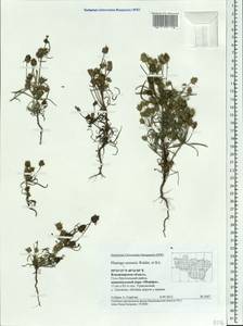 Plantago arenaria Waldst. & Kit., Eastern Europe, Central region (E4) (Russia)