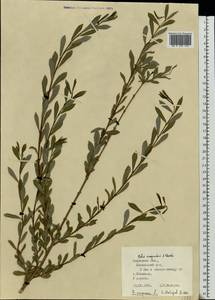Salix purpurea L., Eastern Europe, Central region (E4) (Russia)