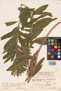 Euphorbia lucida × villosa, Eastern Europe, West Ukrainian region (E13) (Ukraine)