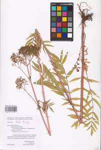 Valeriana dubia Bunge, Eastern Europe, Central region (E4) (Russia)