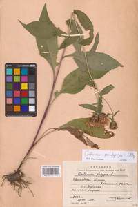 Centaurea pseudophrygia C. A. Mey., Eastern Europe, Central forest region (E5) (Russia)