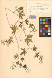 Geranium sibiricum L., Siberia, Russian Far East (S6) (Russia)