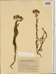 Achillea arabica Kotschy, Caucasus, Armenia (K5) (Armenia)