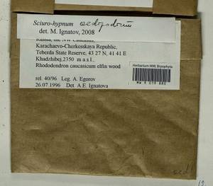 Sciuro -hypnum oedipodium (Mitt.) Ignatov & Huttunen, Bryophytes, Bryophytes - North Caucasus & Ciscaucasia (B12) (Russia)