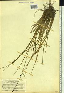 Carex saxatilis L., Siberia, Central Siberia (S3) (Russia)