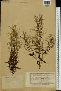 Epilobium palustre L., Eastern Europe, Belarus (E3a) (Belarus)